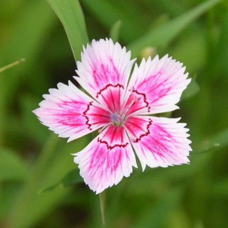 矮石竹供应商 青州观赏花基地 青州矮石竹