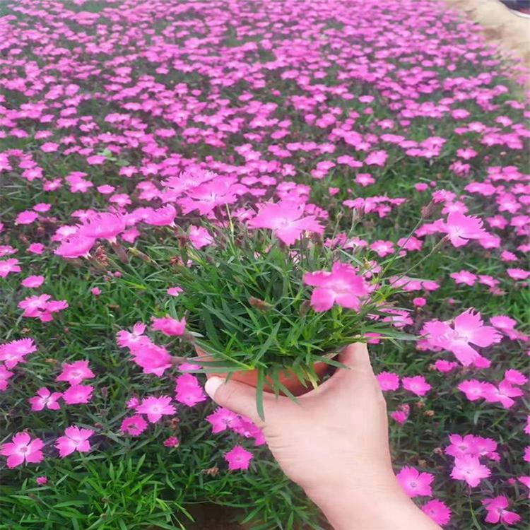 矮石竹供应商 青州花卉种植基地 山东矮石竹