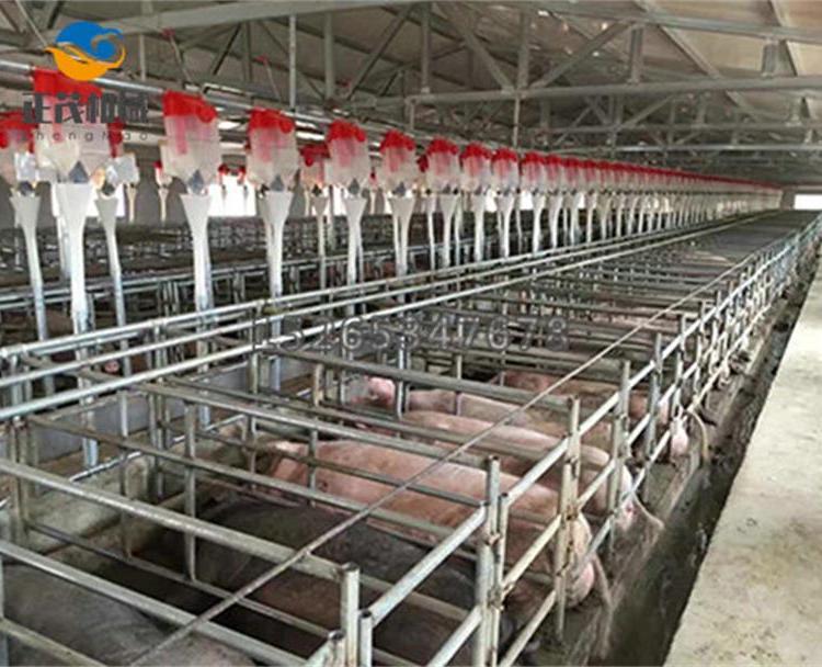 专业生产养猪料线    自动化养猪料线    诚信经营欢迎咨询