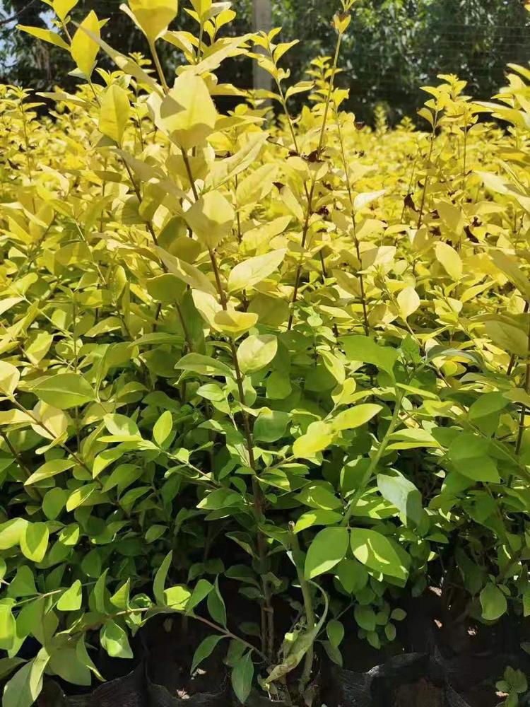 绿化专用金叶女贞 金叶女贞种植基地 量大从优