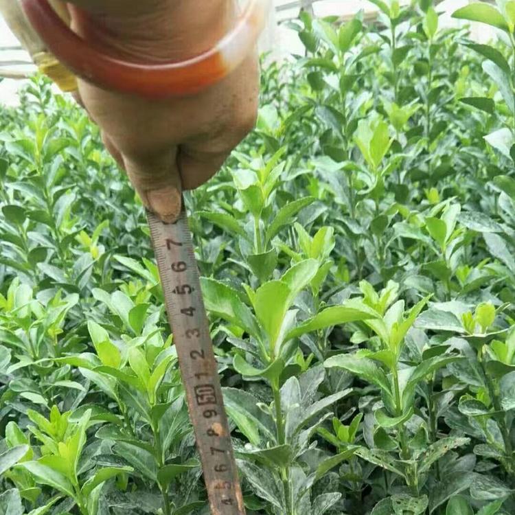 大量现货 大叶黄杨种植基地 供应大叶黄杨