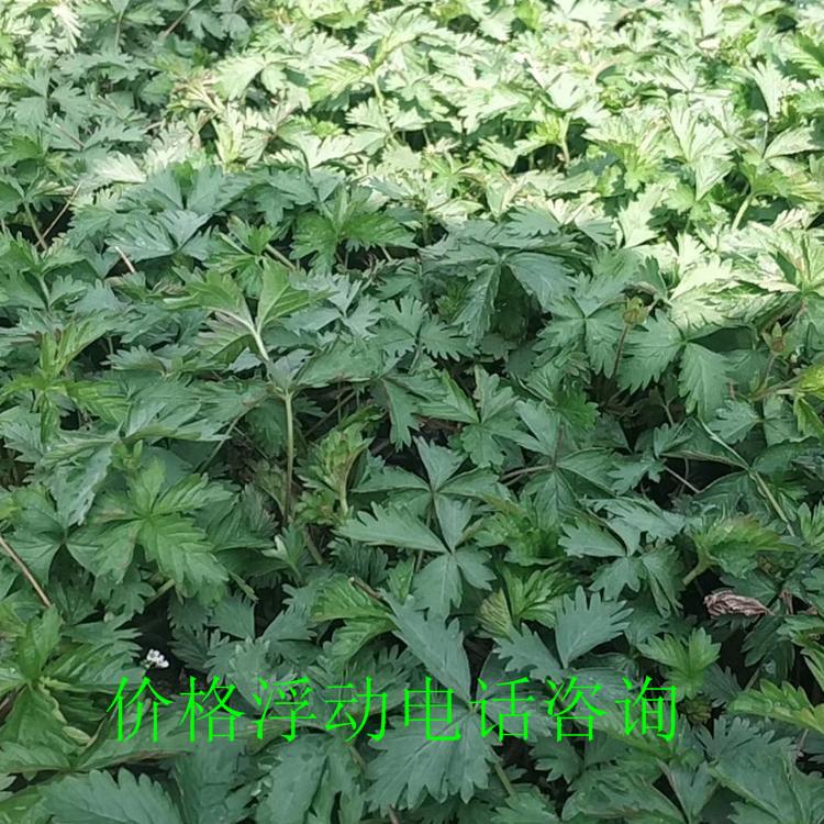 三叶委陵菜 原产地