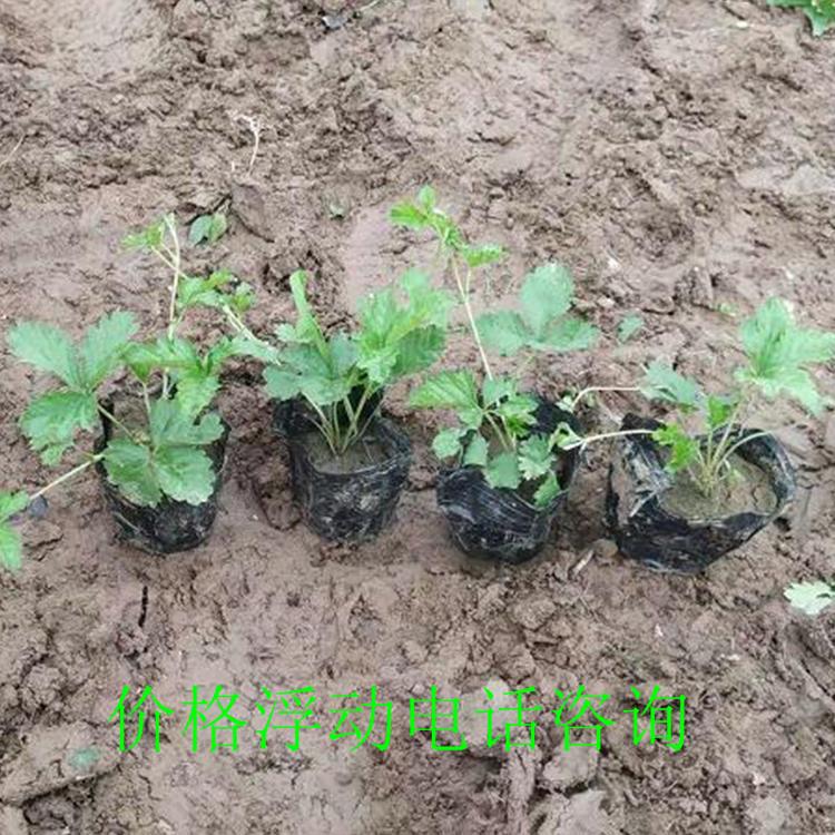 委陵菜枝条 原产地委陵菜量大优惠