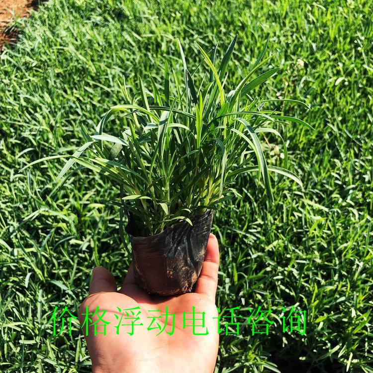 委陵菜小苗 基地委陵菜量大优惠