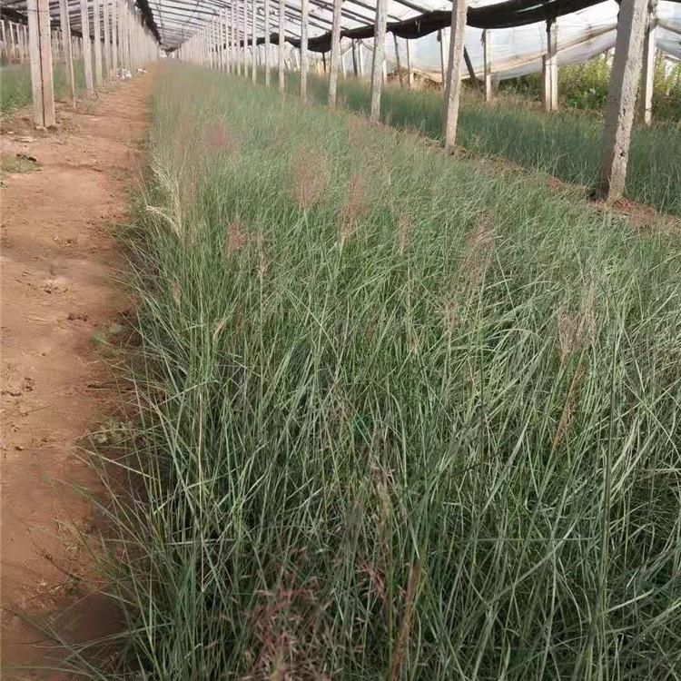 青州粉黛乱子草批发  粉黛乱子草报价  量大从优 欢迎咨询