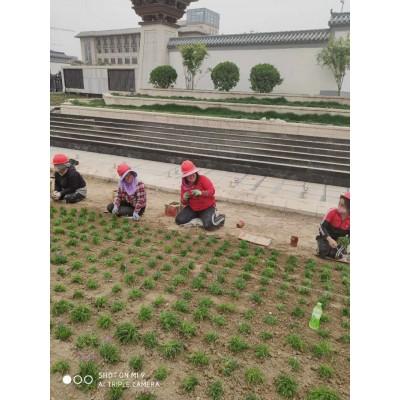 欧石竹基地 欧石竹大量批发 欧石竹产地批发大量
