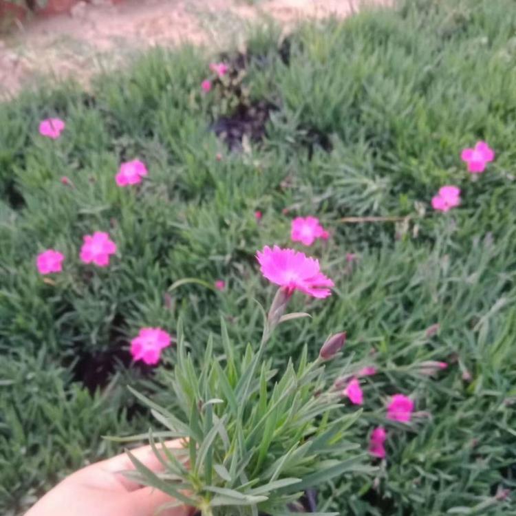 山东欧石竹种植基地欧石竹批发欧石竹穴盘苗出售