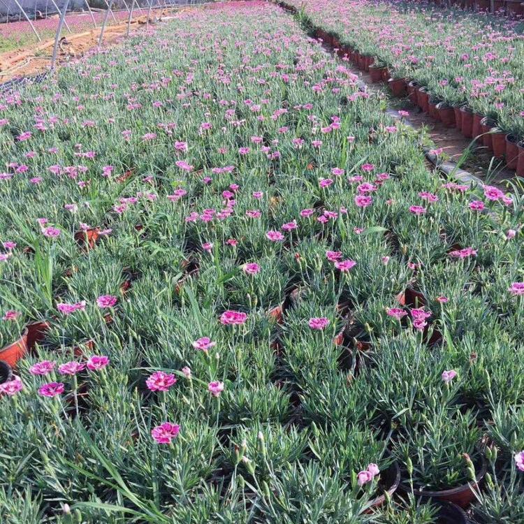 江瑞园艺欧石竹价格欧石竹种植基地山东欧石竹穴盘苗批发