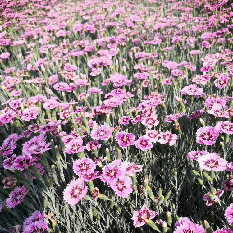 山东欧石竹彩虹石竹基地江瑞园艺欧石竹彩虹石竹穴盘苗批发四季草花现货供应