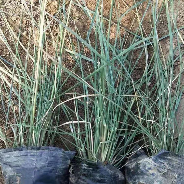 粉黛乱子草花海  青州宿根花卉种植基地  粉黛乱子草批发