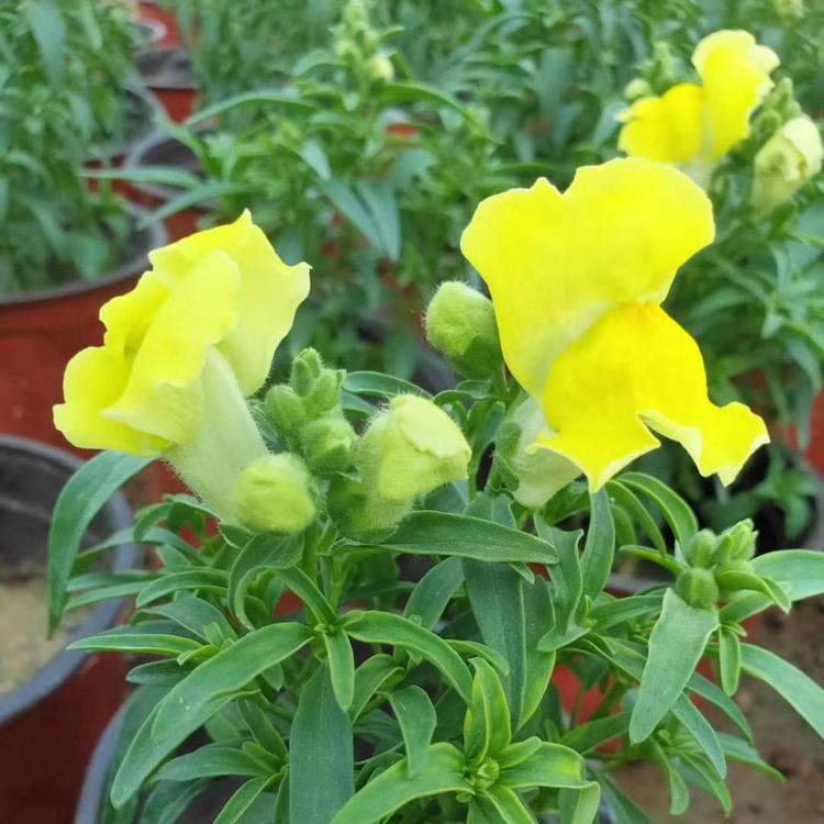 金鱼草基地供应山东金鱼草批发江瑞园艺四季花卉现货出售欢迎致电询价
