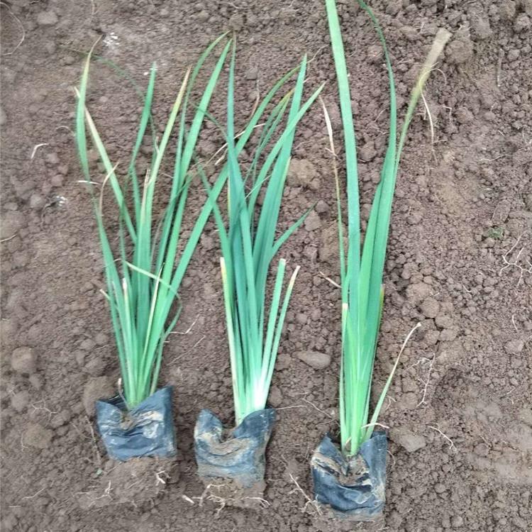 马兰种植基地  青州马兰小苗价格  马兰花培育基地