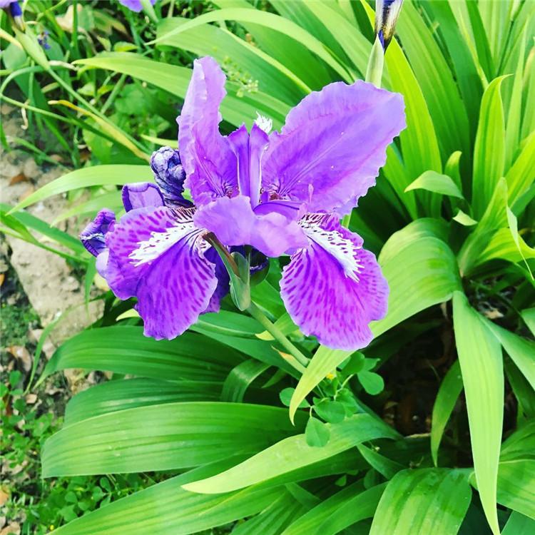 蓝花鸢尾 兰花鸢尾价格   兰花鸢尾种植基地