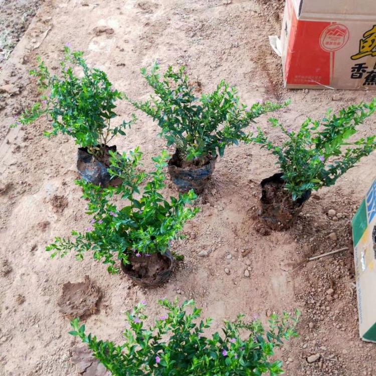 满天星批发报价  供应满天星  观花绿植满天星