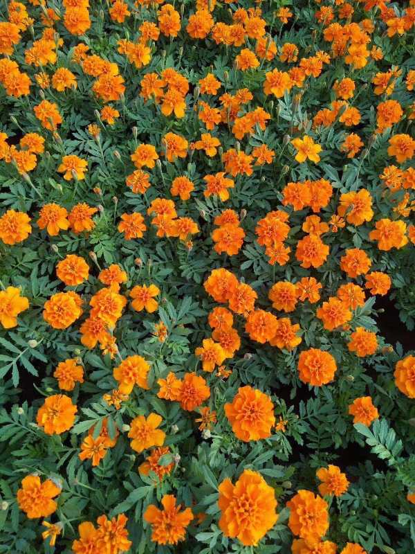 孔雀草 花色鲜艳 孔雀草优惠