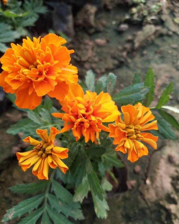 孔雀草 花色鲜艳 孔雀草种植基地