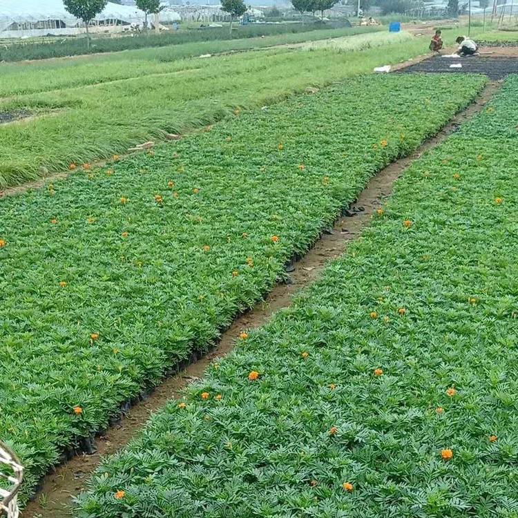 孔雀草价格 青州孔雀草 量大优惠