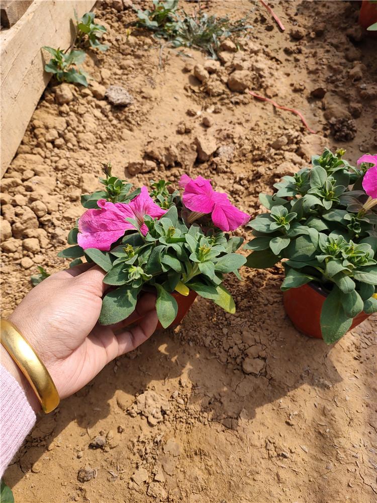 双色盆牵牛直销 基地直销 青州双色盆牵牛