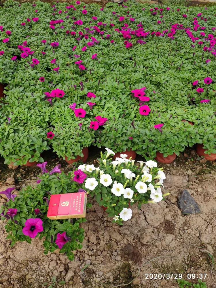 早春预定中 牵牛花价格 青州牵牛花