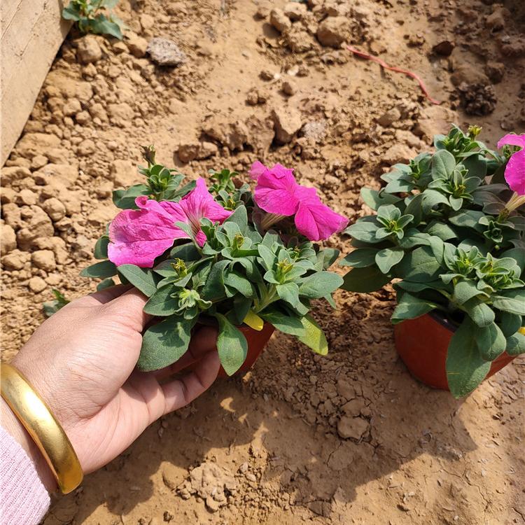大量批发 牵牛花基地 青州牵牛花