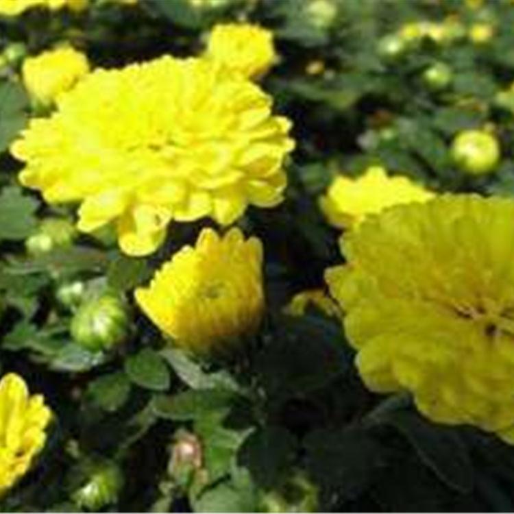 国庆菊报价  华硕花卉苗木基地