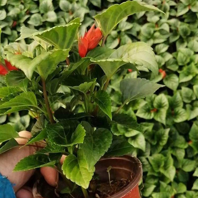一串红种植基地 直销优惠 山东一串红