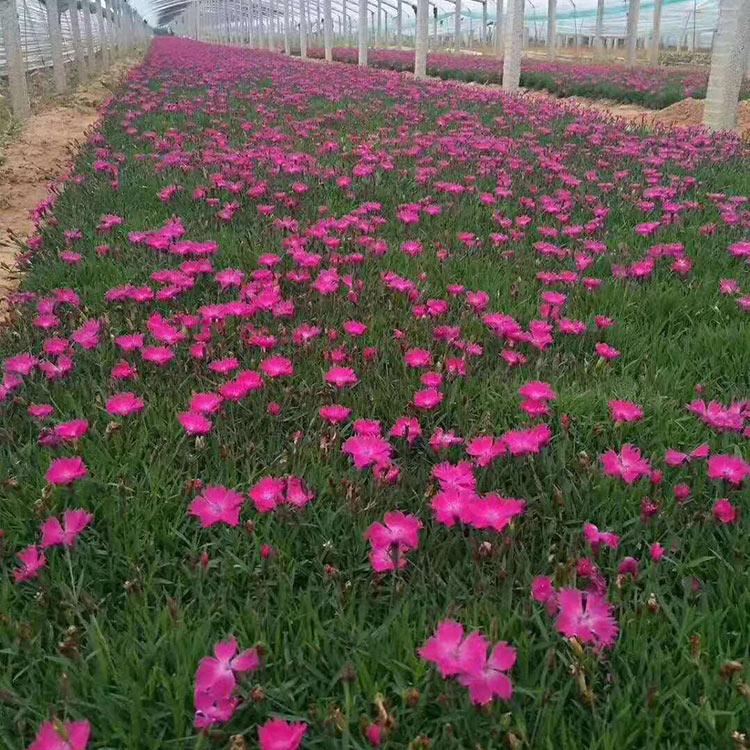 苗圃供应现货 欧石竹基地 山东欧石竹