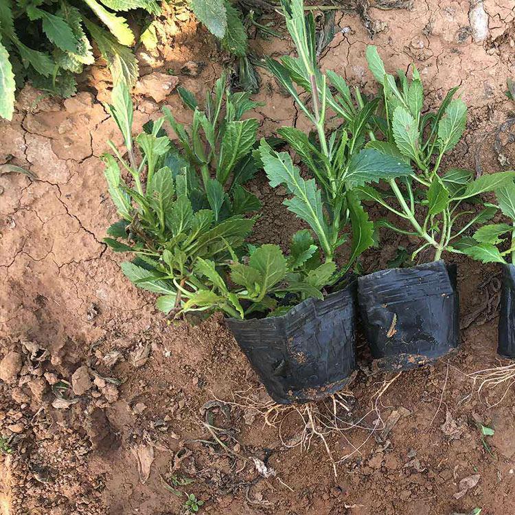 柳叶马鞭草种植 山东柳叶马鞭草 可用于花海景观