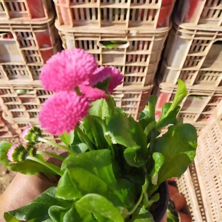 基地批发雏菊 雏菊价格 雏菊花苗出售