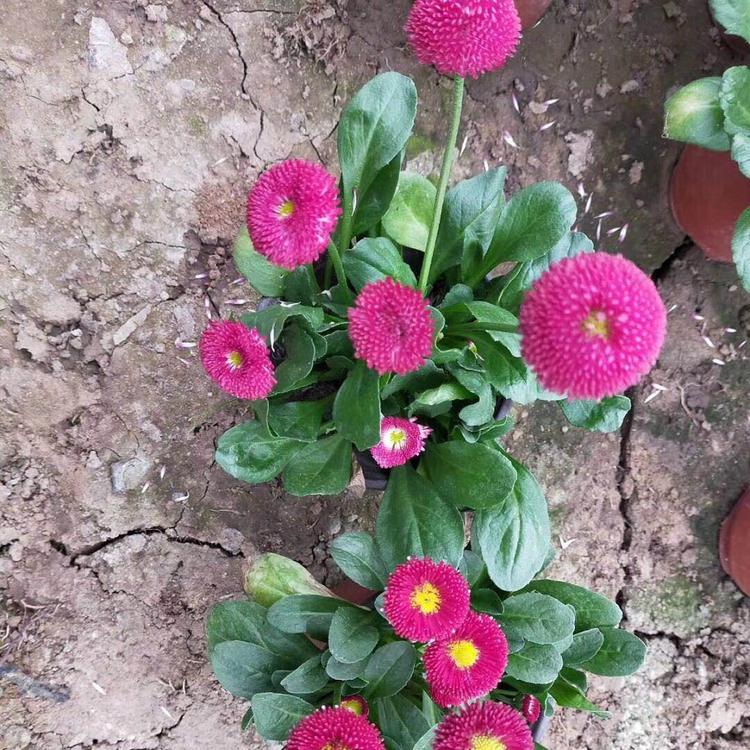 供应雏菊 雏菊批发价格 雏菊市场低价出售