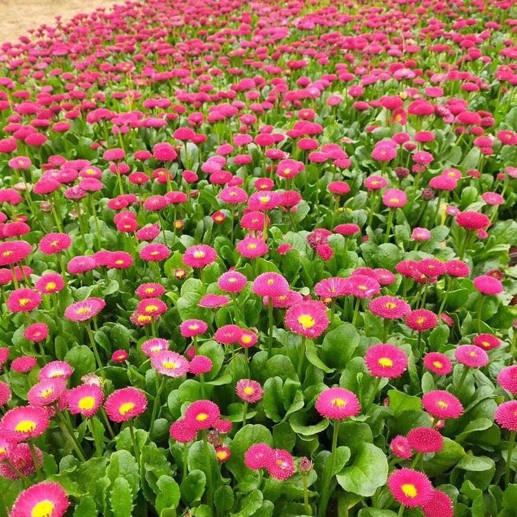 雏菊批发 雏菊供应 雏菊花卉基地批发 欢迎咨询