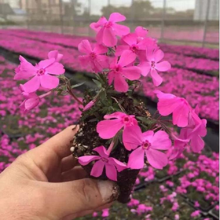 芝樱花卉 花海专用苗 芝樱批发价格