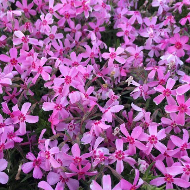 芝樱供应 批发销售芝樱 芝樱市场低价出售 量大从优