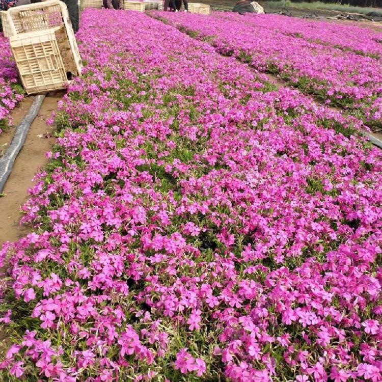供应芝樱 丛生福禄考批发 欢迎咨询 雅林