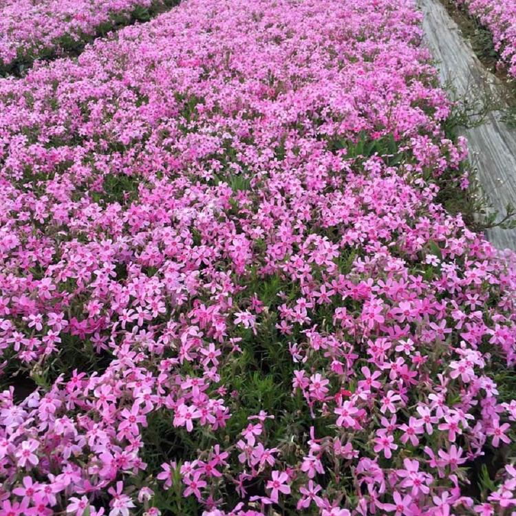 丛生福禄考花海用苗 芝樱批发价格 量大从优