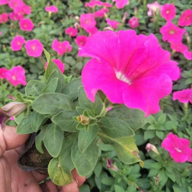 青州花卉批发市场 矮牵牛销售 多色矮牵牛供应