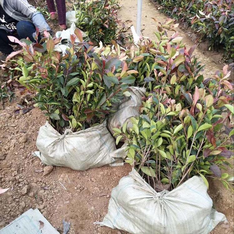 红叶石楠供应商  鑫朵花卉一站式供应商  价格优惠  质量保障