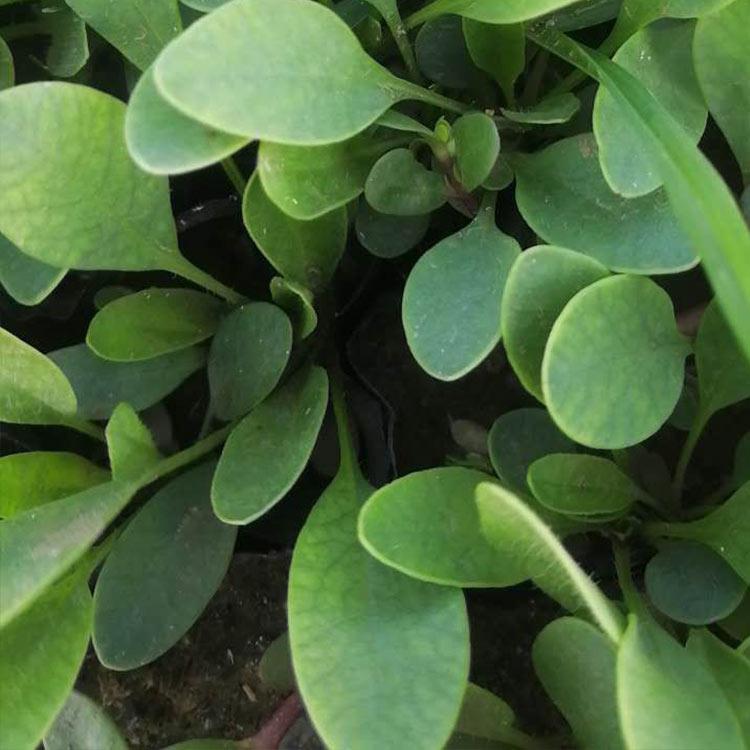 金鸡菊小苗批发 青州金鸡菊小苗