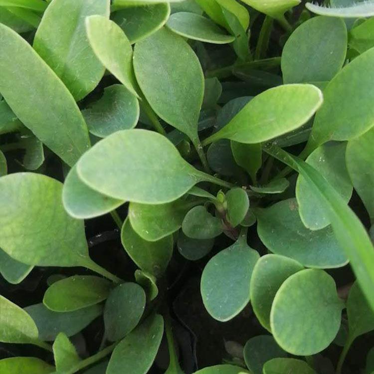 金鸡菊报价 山东金鸡菊 我苗圃批发