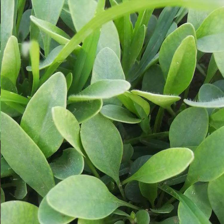 金鸡菊 量大优惠 金鸡菊报价
