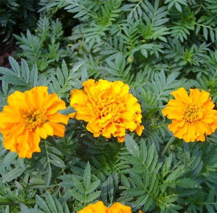 常年供应孔雀草 孔雀草小苗 孔雀草种植基地-丰林花卉