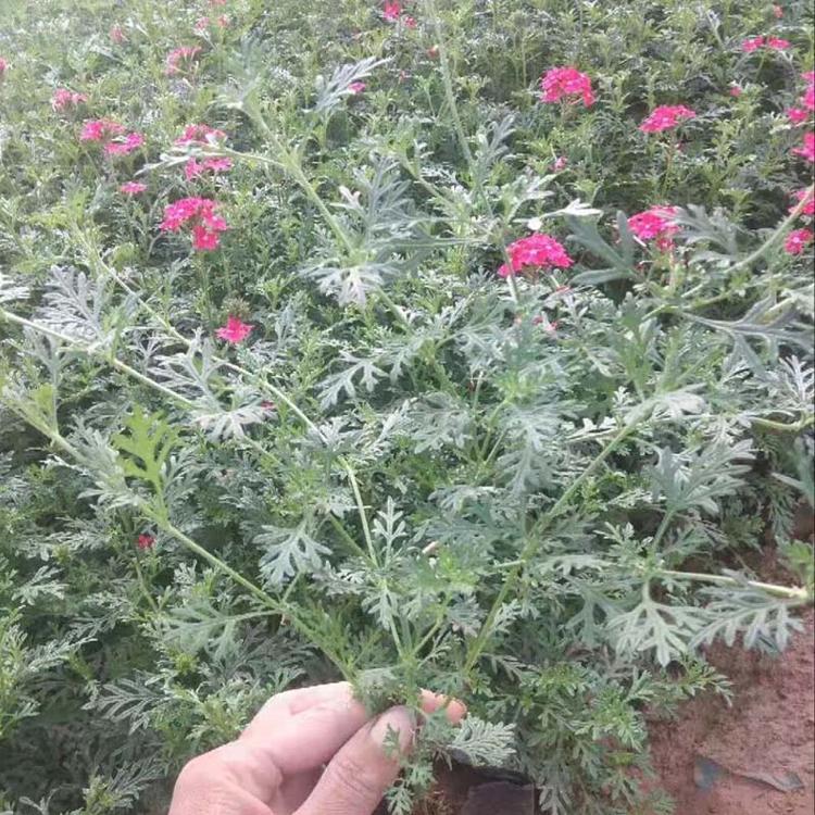 美女樱出售  山东美女樱种植基地   美女樱批发供应