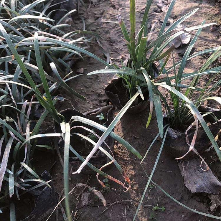 麦冬草 麦冬草价格 大量批发