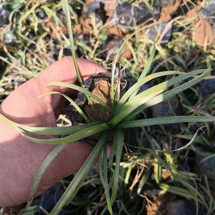 麦冬草 麦冬草批发 量大优惠
