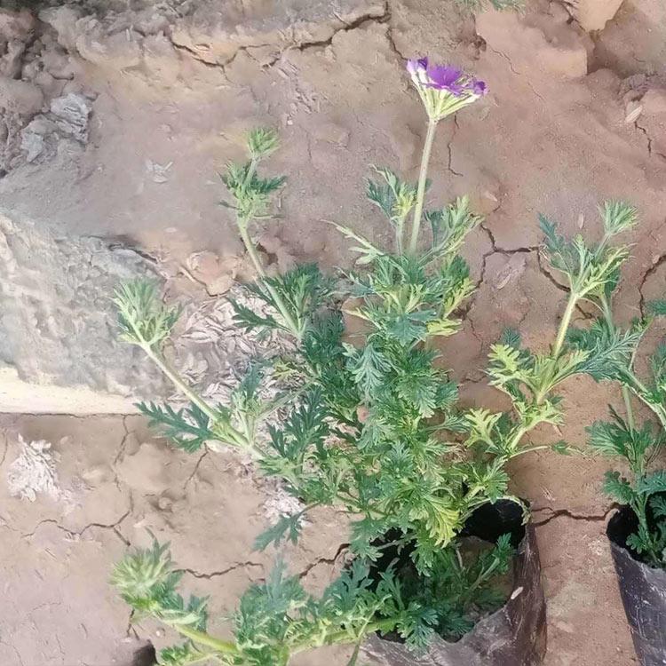 美女樱种植基地 基地供应 青州美女樱