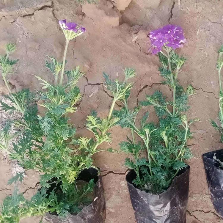 美女樱基地 大量批发 山东美女樱