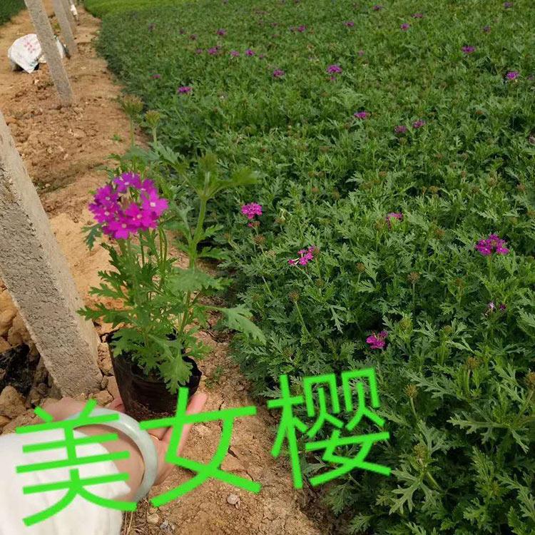 美女樱小苗供应商