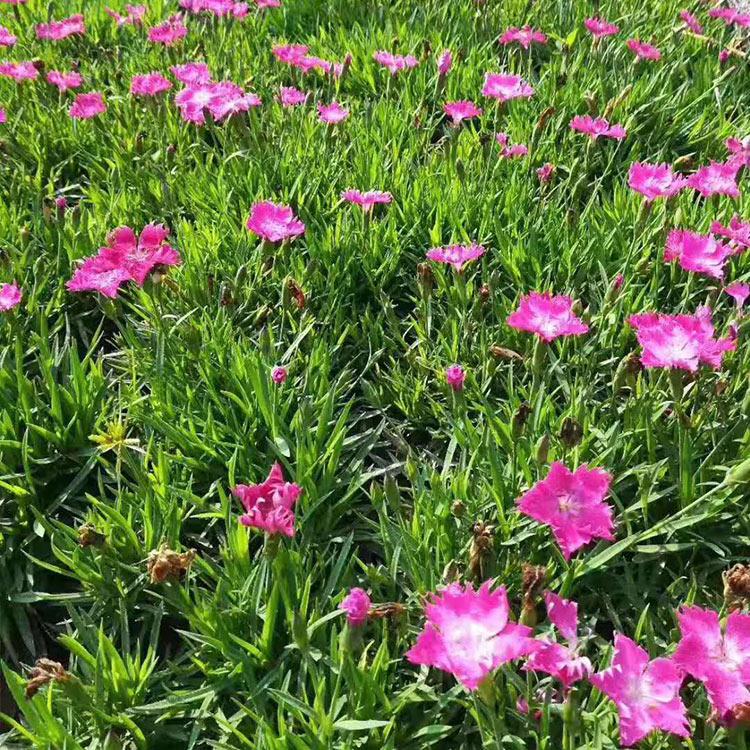 欧石竹 地被草花批发 欧石竹基地