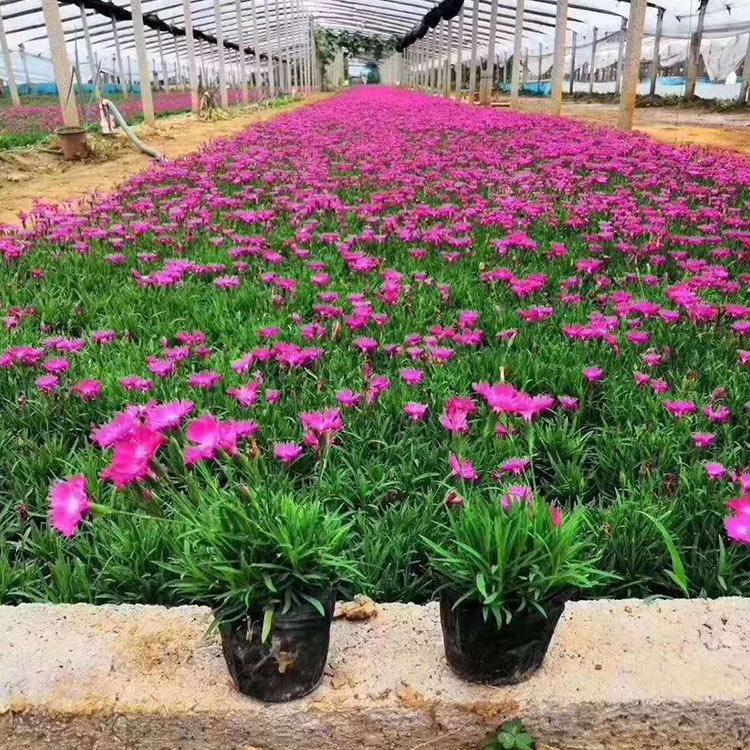 欧石竹基地 山东欧石竹 报价优惠