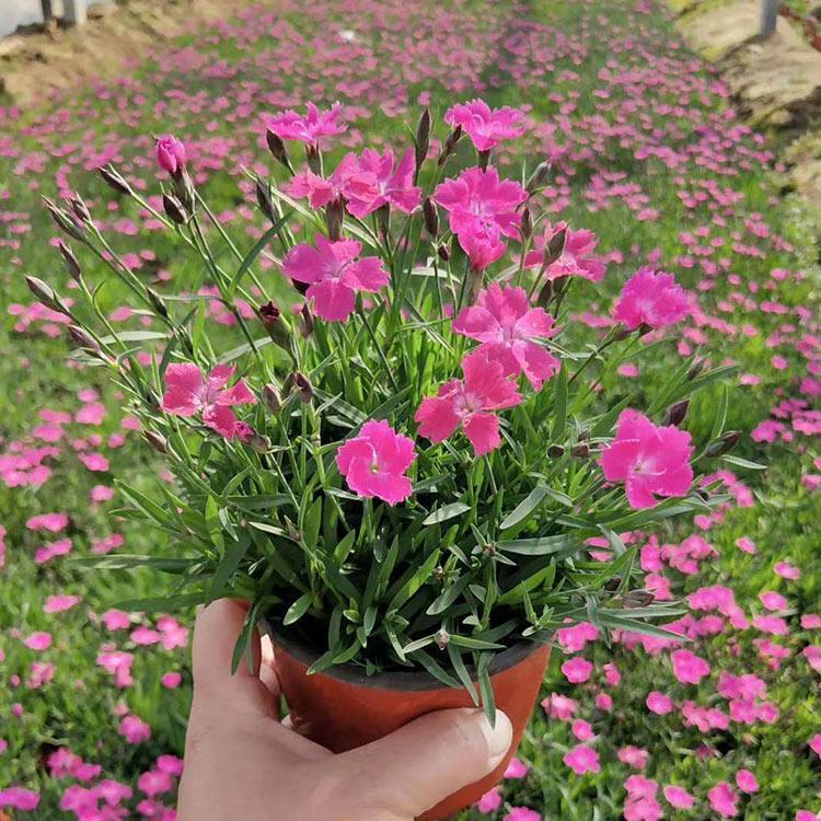 欧石竹杯苗价格 山东欧石竹杯苗 报价优惠